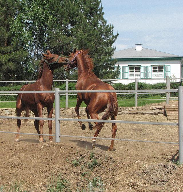 Конюшня музея-заповедника М.А. Шолохова