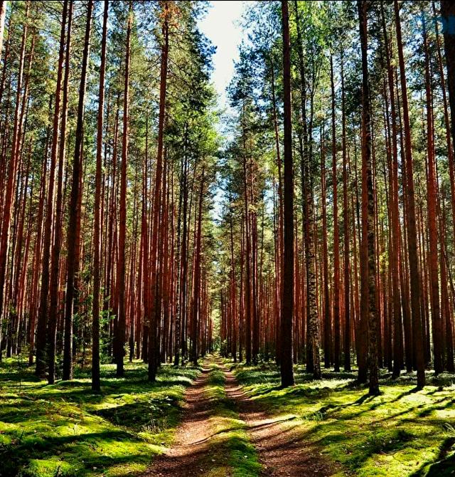 Сосновый лес (Фестиваль «Слияние»)